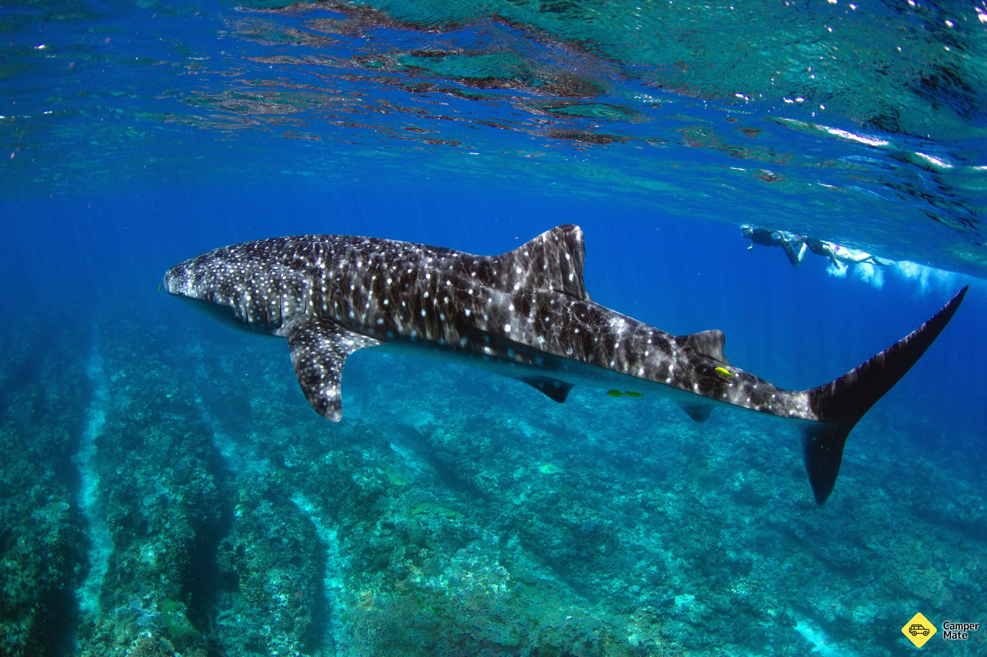 Swim with the Whale Sharks - Image 3