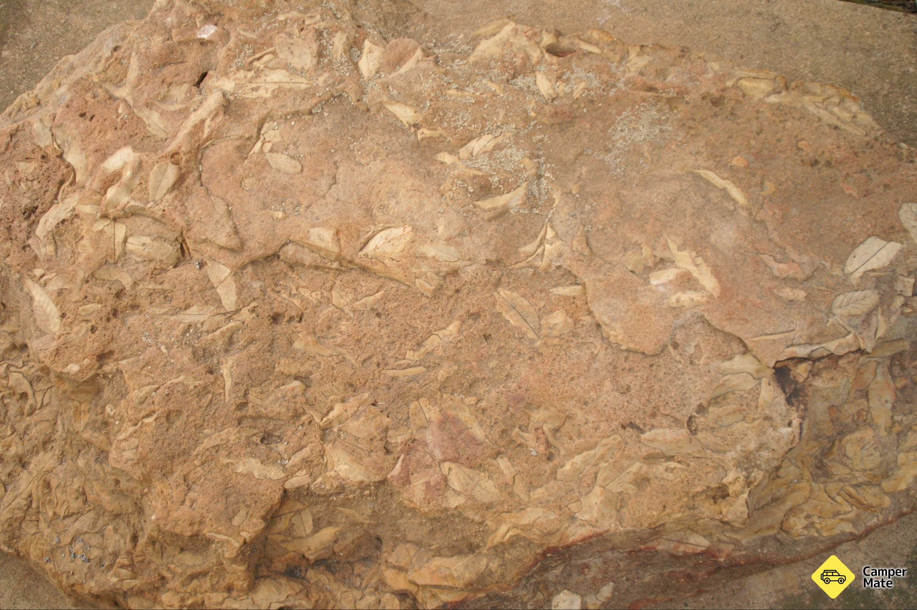 Fossil Rock