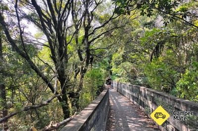 Trounson Kauri Forest Walk