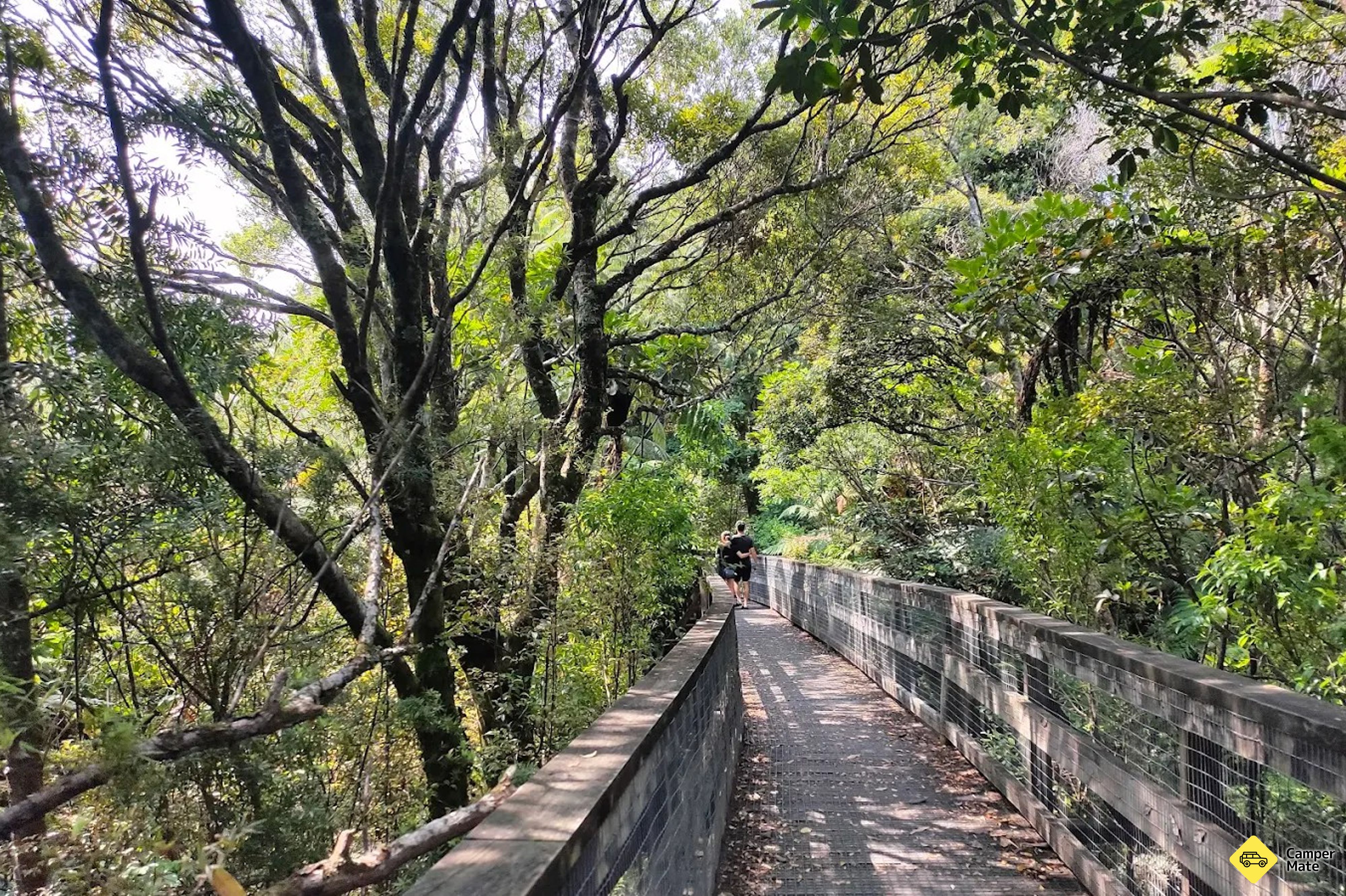 Trounson Kauri Forest Walk