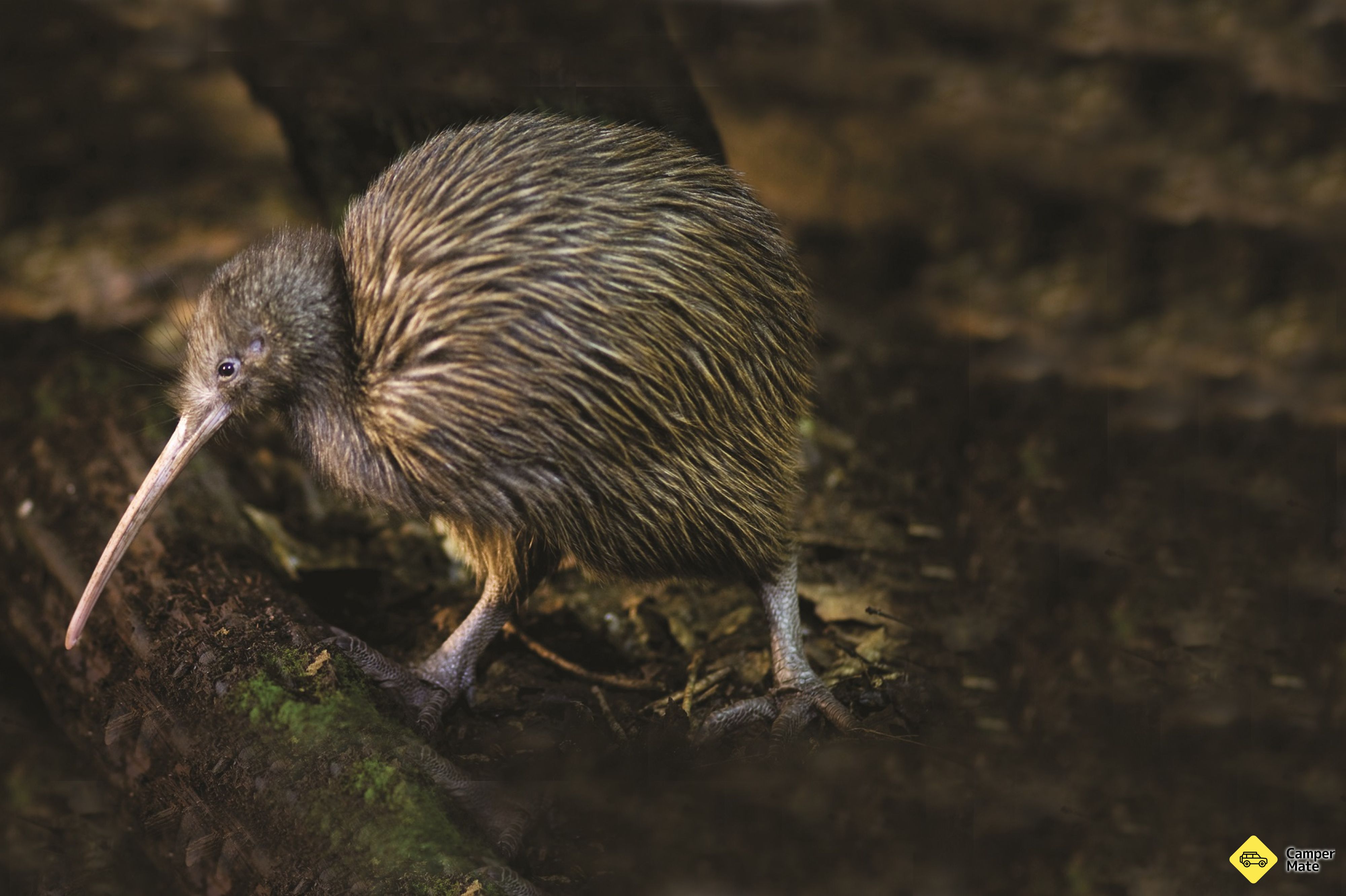 Otorohanga Kiwi House und Native Bird Park