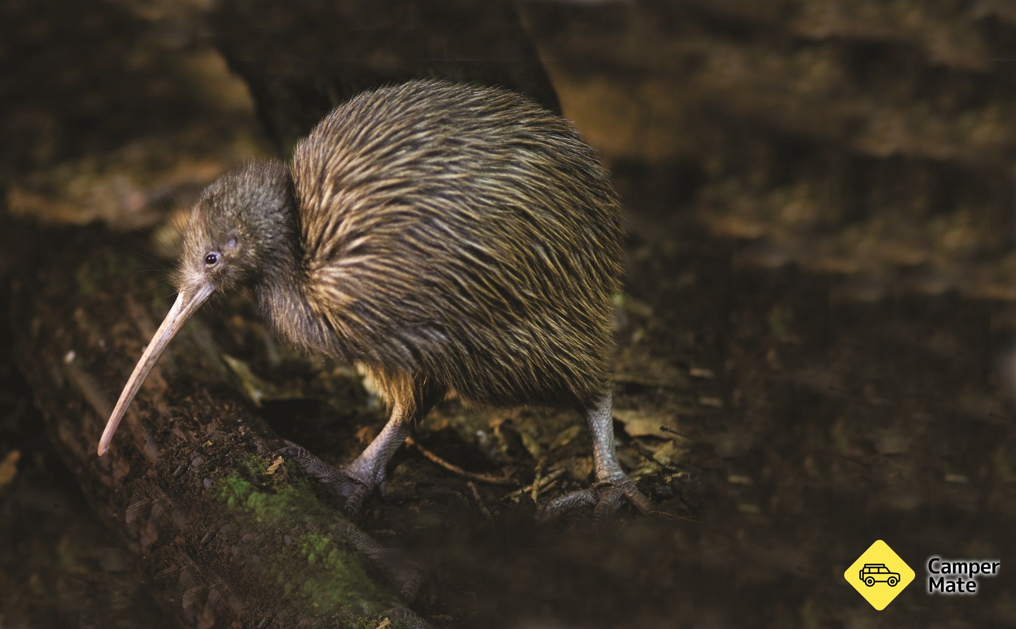 Otorohanga Kiwi House und Native Bird Park