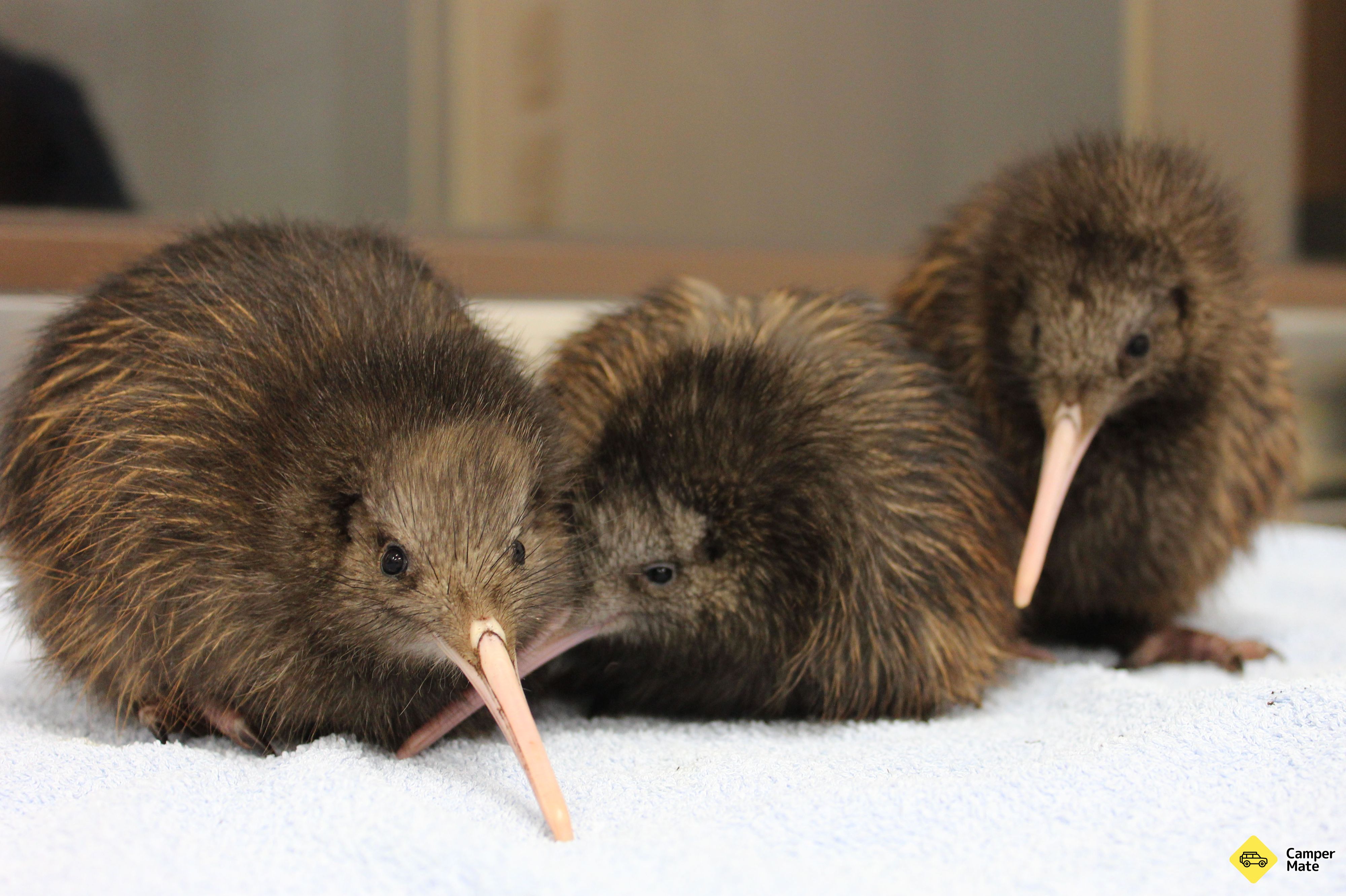 เมือง Pukaha National Wildlife Centre & Camp - Image 3