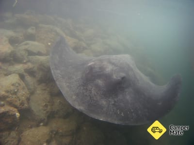 Découverte de Picton Marina Stingray Spotting