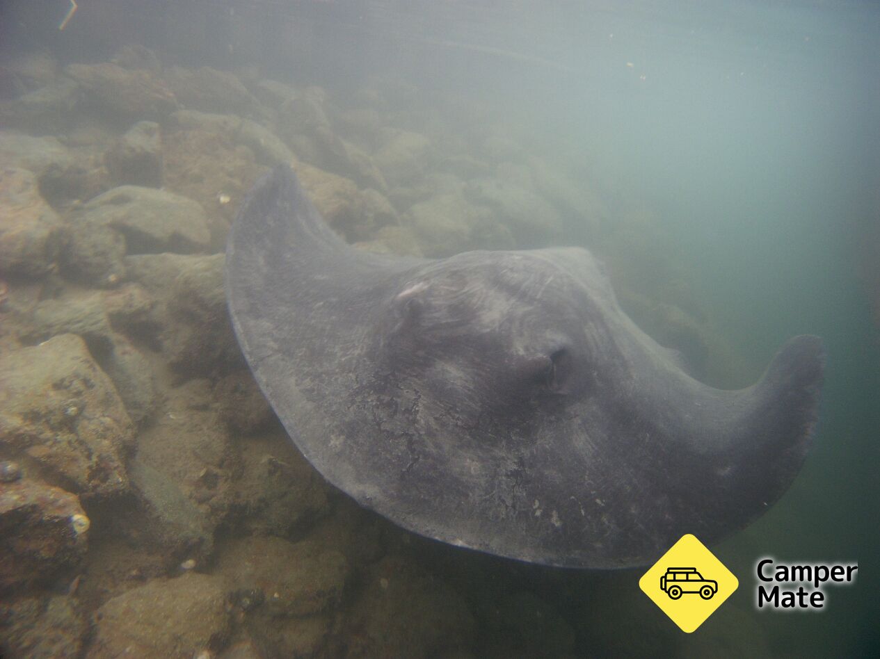 Picton Marina Stingray Spotting