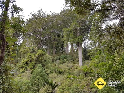 Waiau Kauri Grove and Waterfall(ワイアウ・カウリ・グローブと滝)