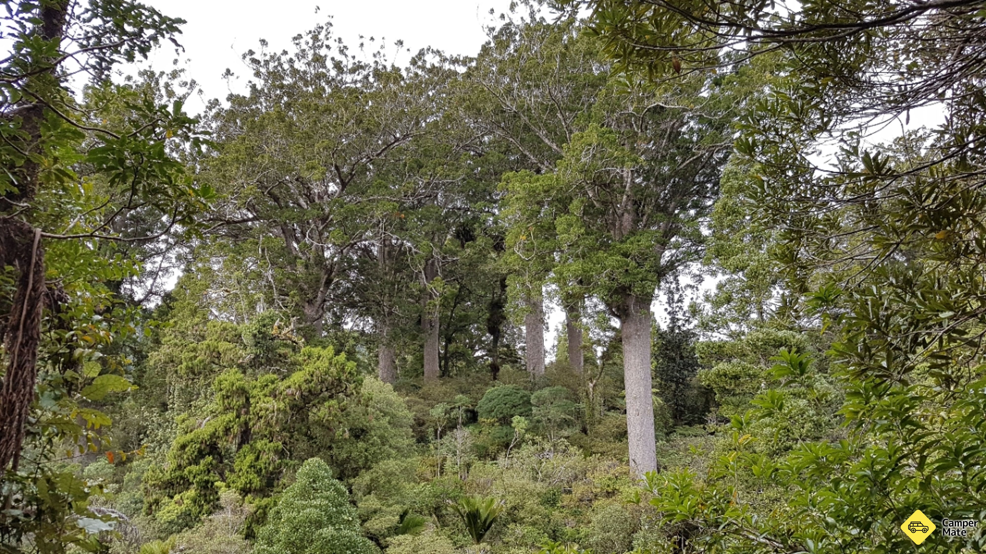 Waiau Kauri Grove and Waterfall(ワイアウ・カウリ・グローブと滝)