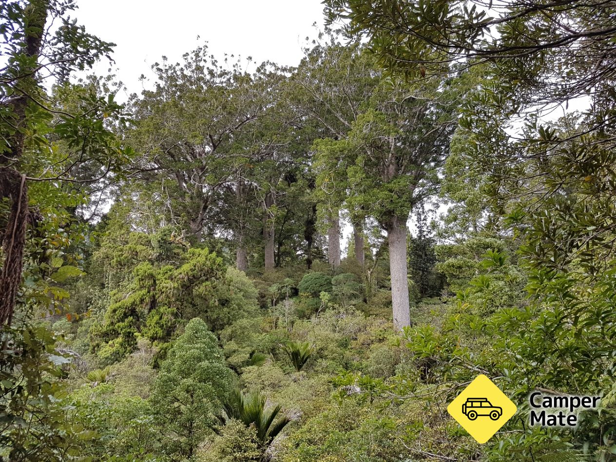 Waiau Kauri Grove and Waterfall(ワイアウ・カウリ・グローブと滝)