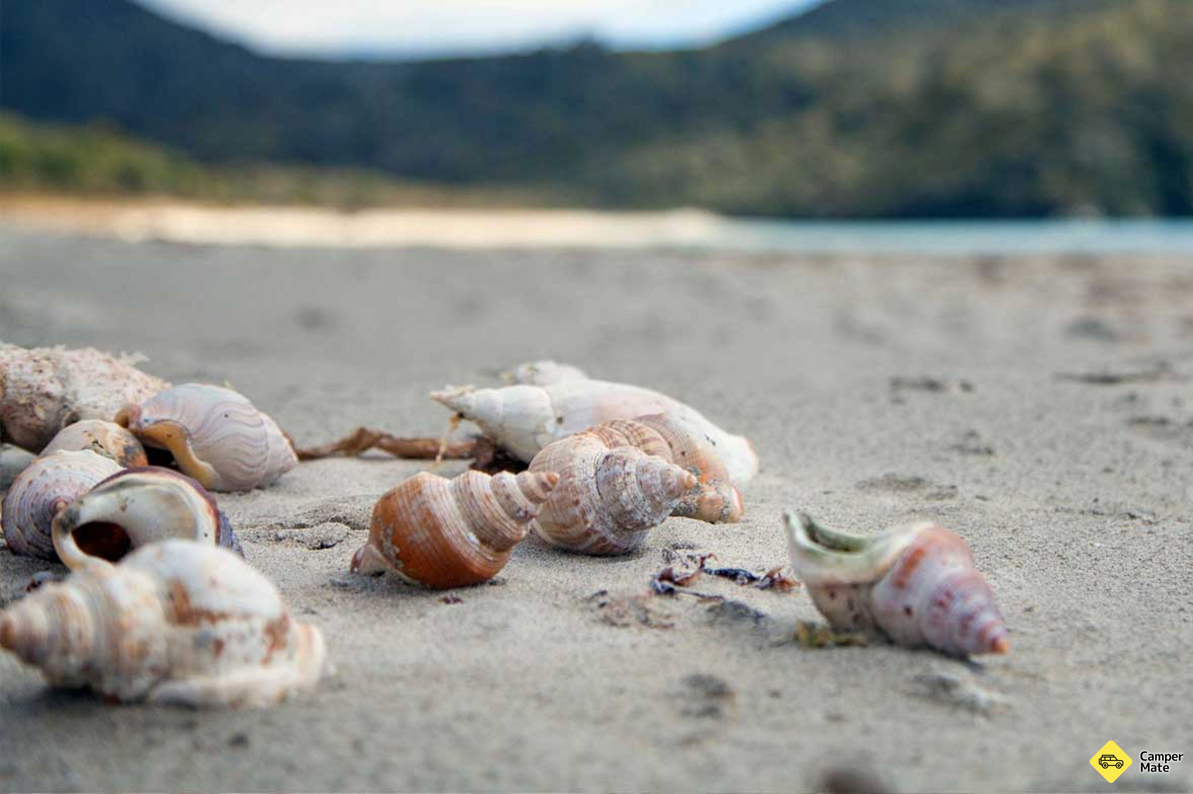 Maori Beach Campsite - Image 2