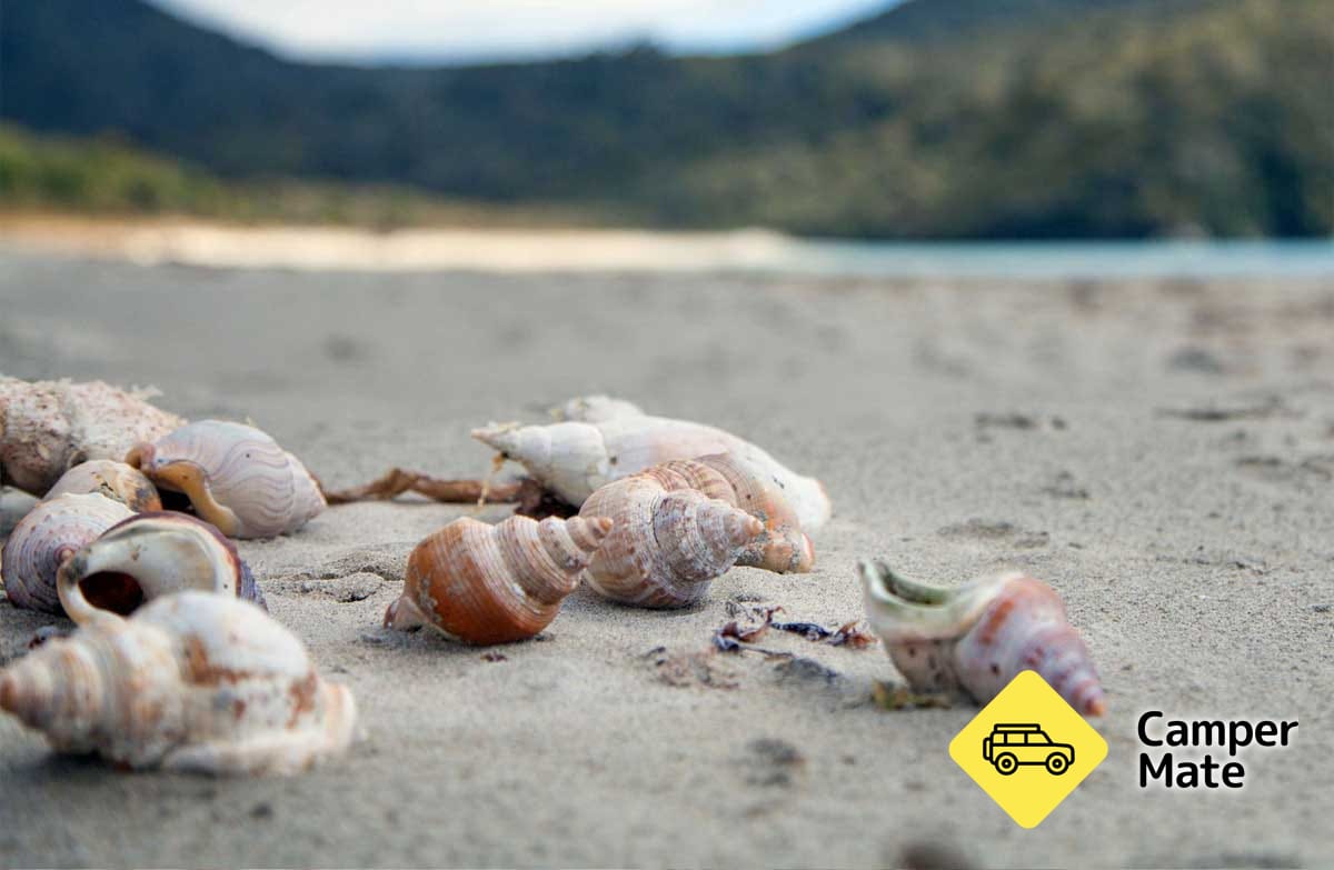 Maori Beach Campsite - Image 2