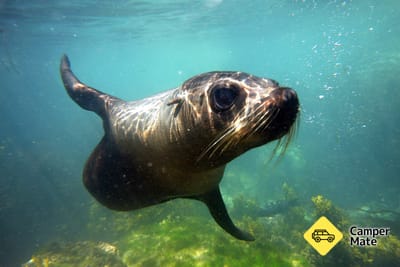 Seal Swim Kaikoura