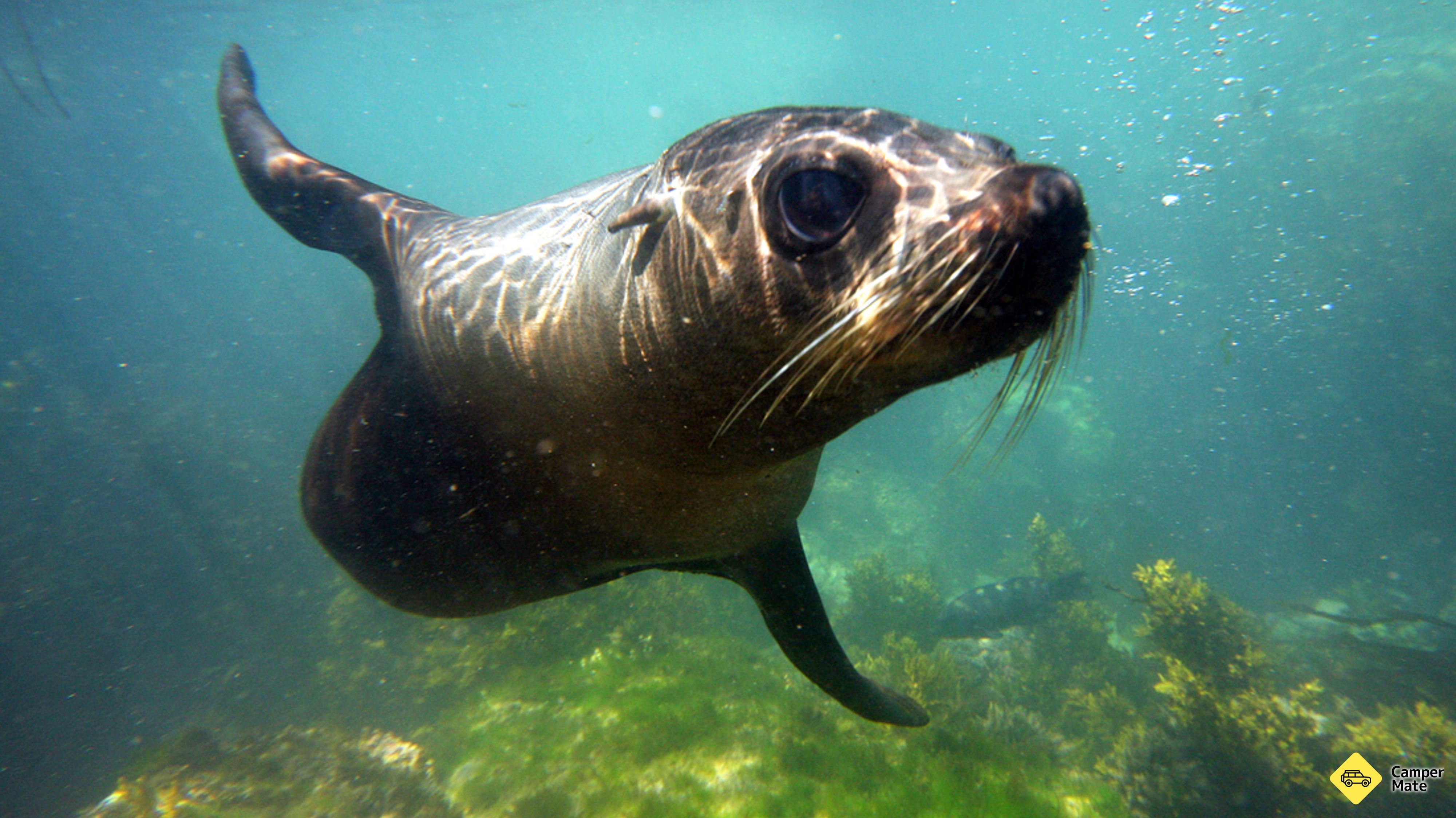 Seal Swim Kaikoura