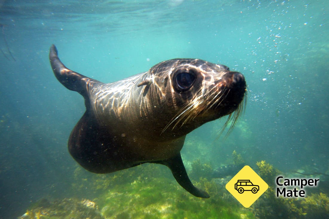 Seal Swim Kaikoura