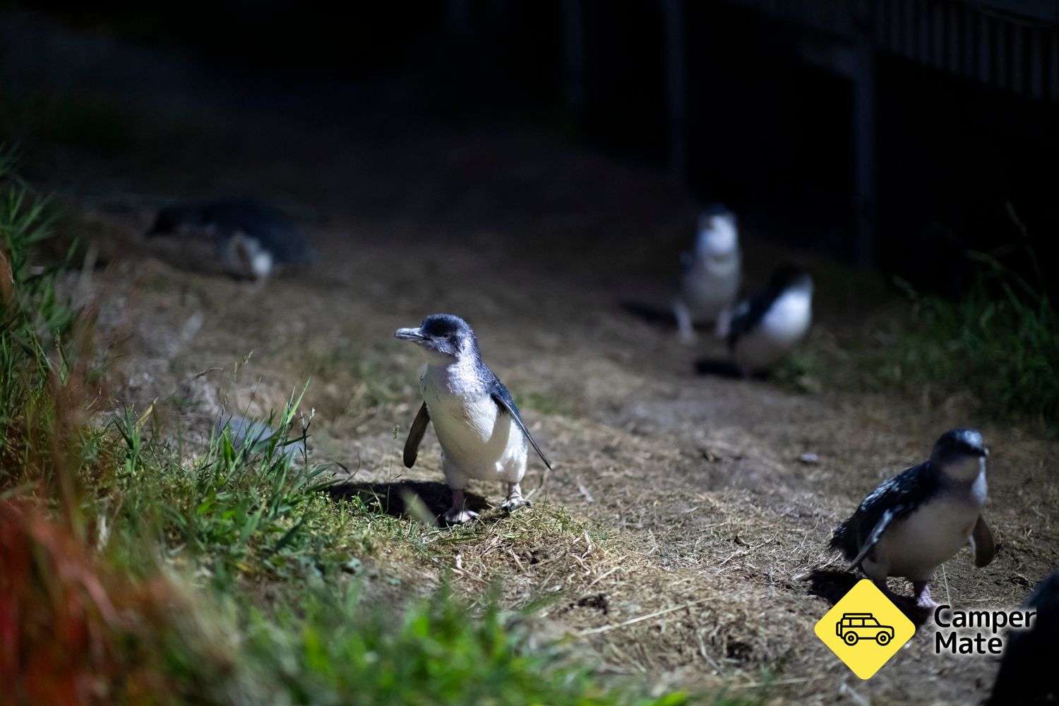 Blue Penguins Pukekura