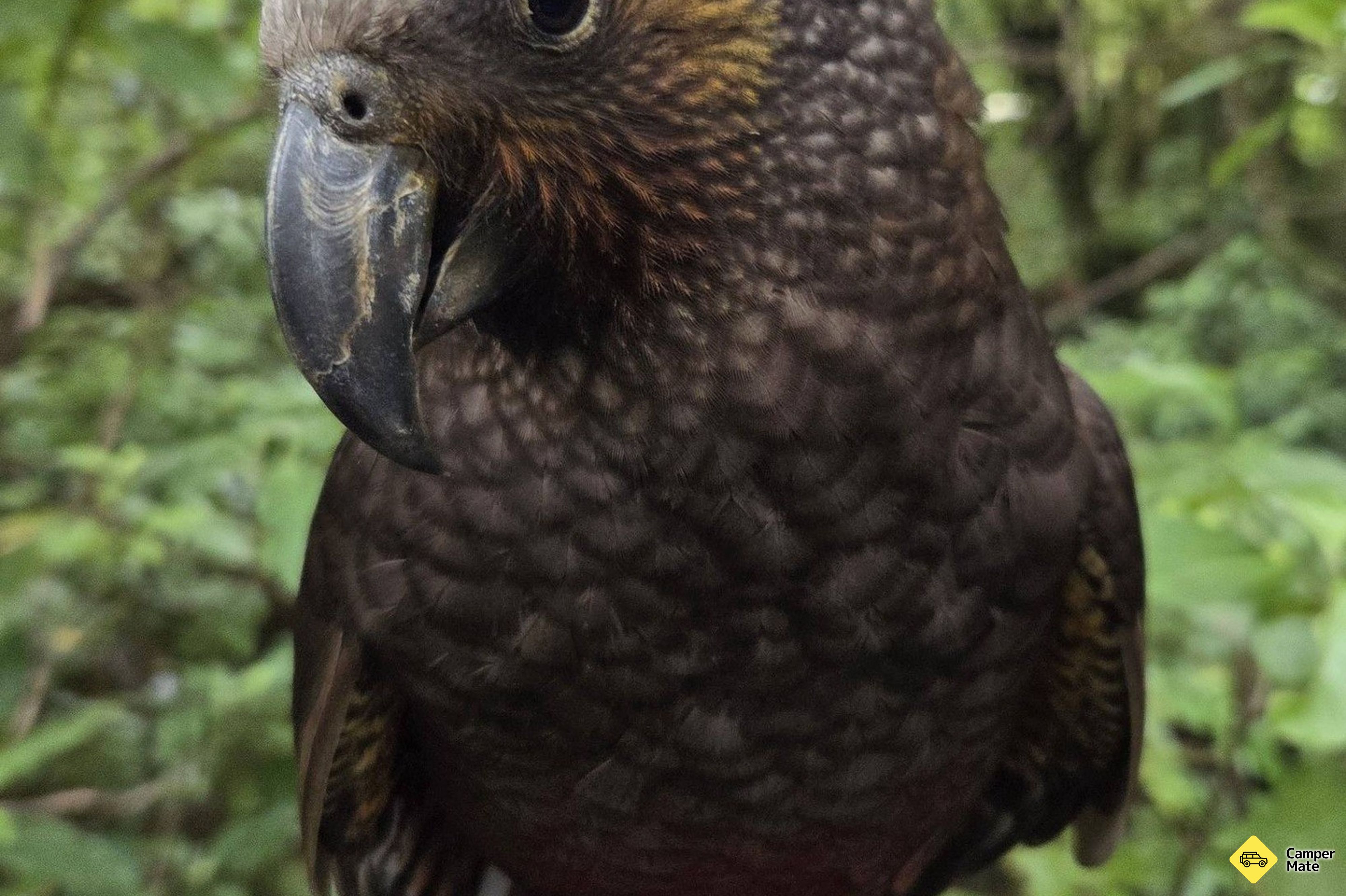 Pukaha National Wildlife Centre - Image 2
