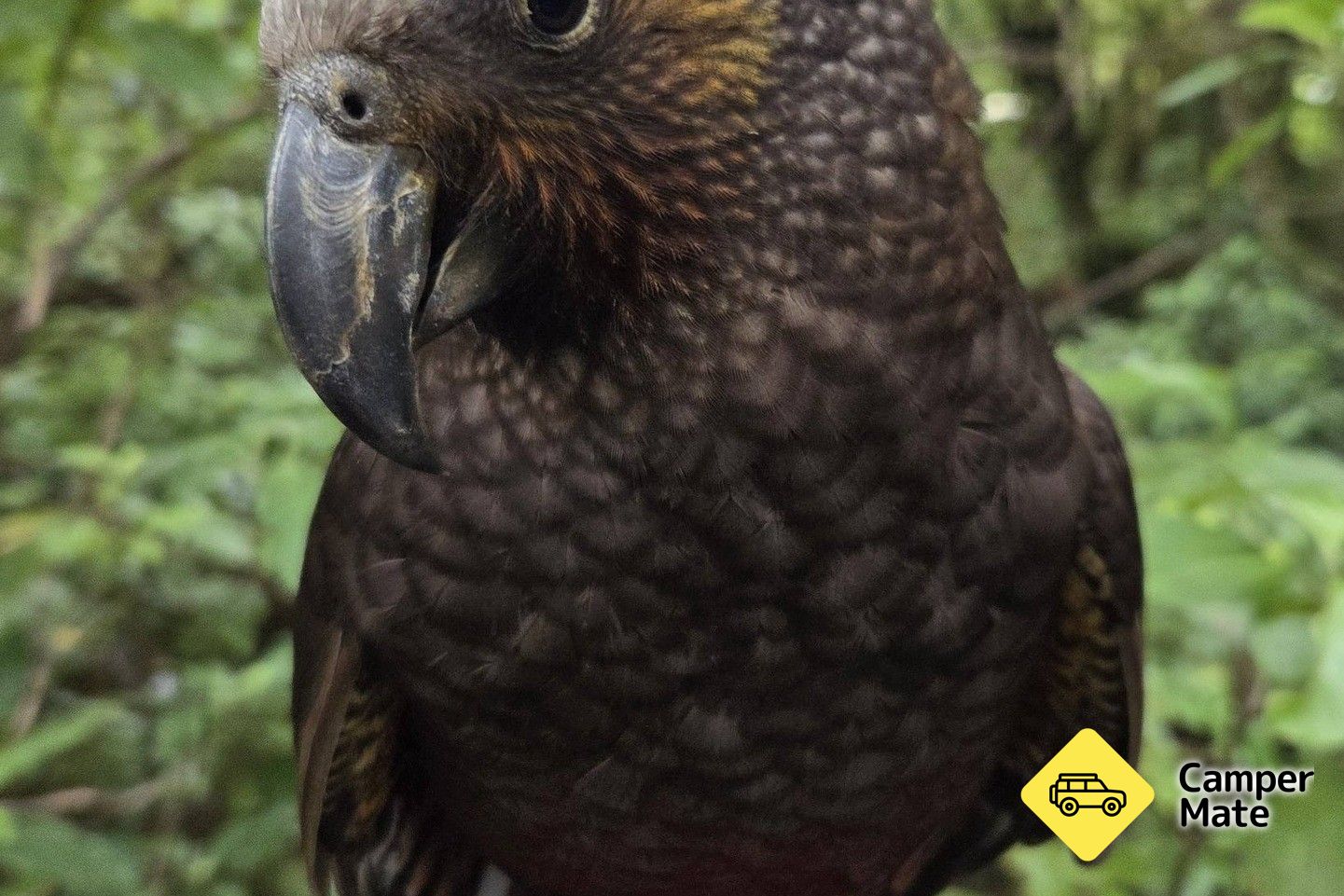  Pukaha National Wildlife Centre - Image 2