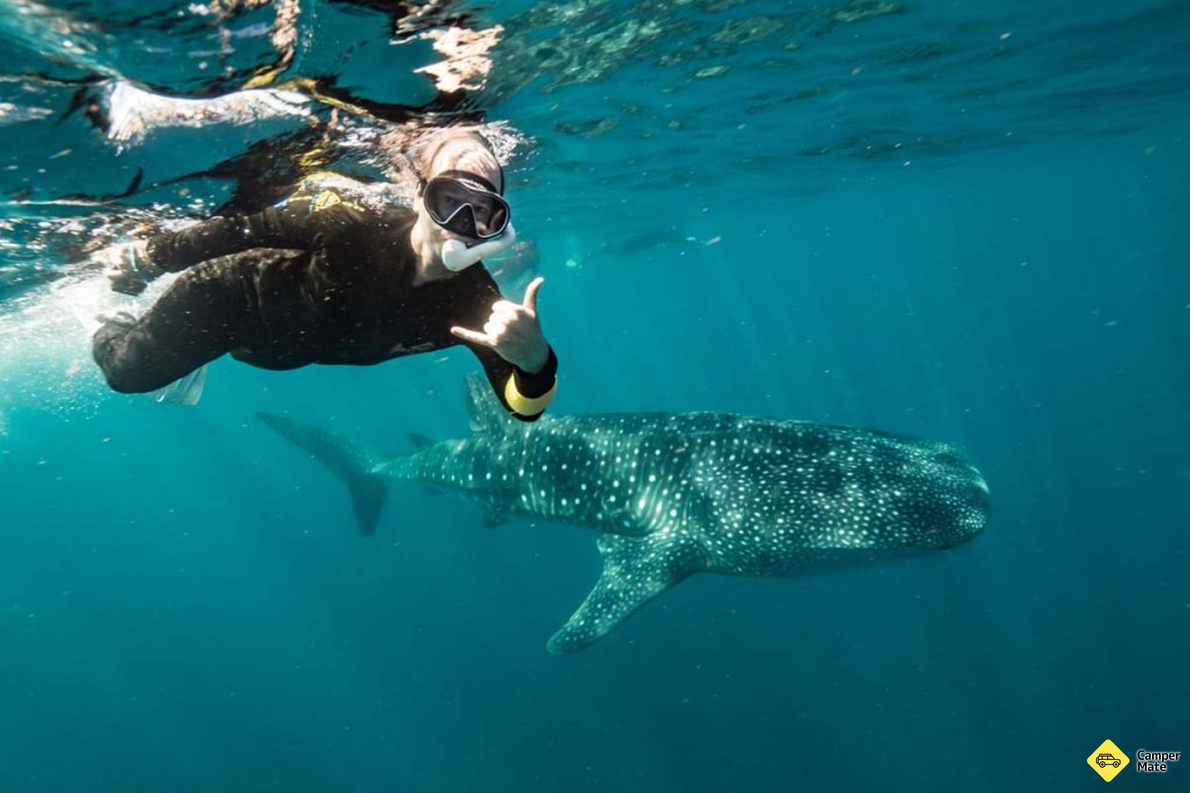 Ningaloo Whaleshark Swim - Image 3