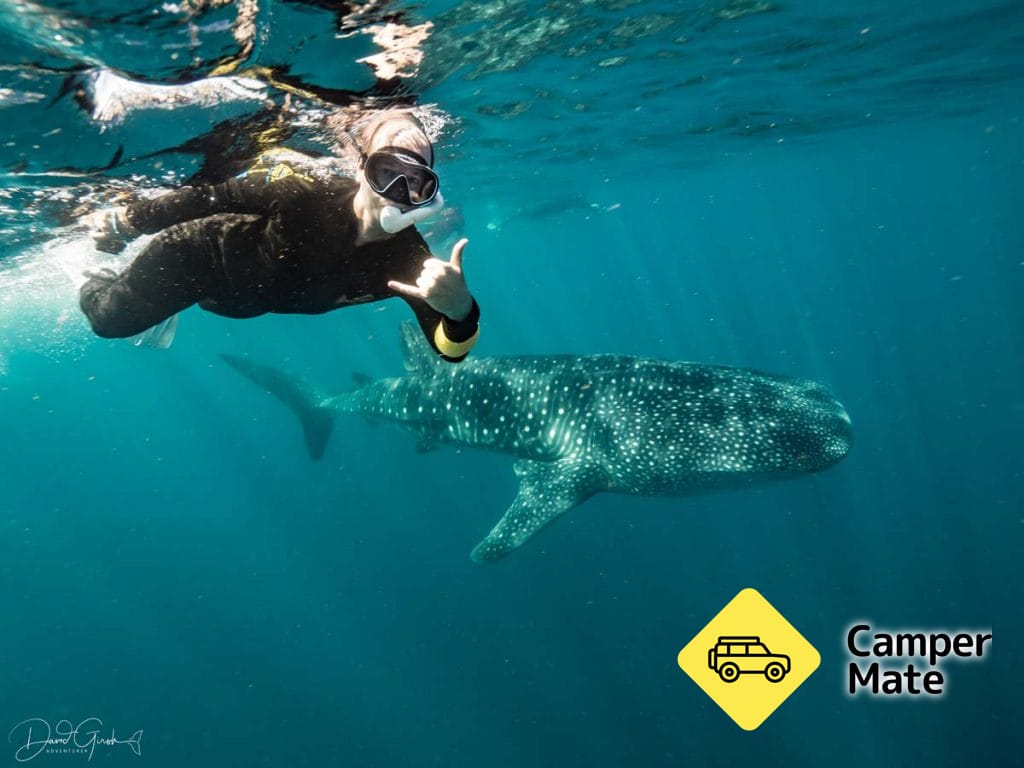 Ningaloo Whaleshark Swim - Image 3