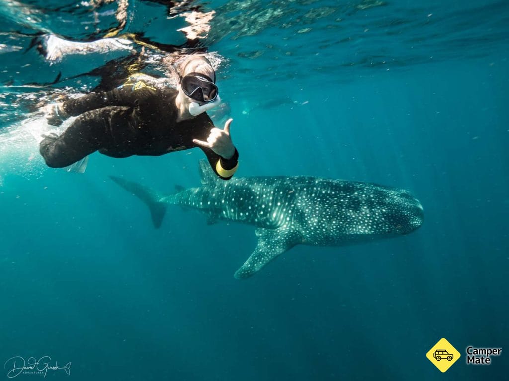 Ningaloo Whale Shark Swim
