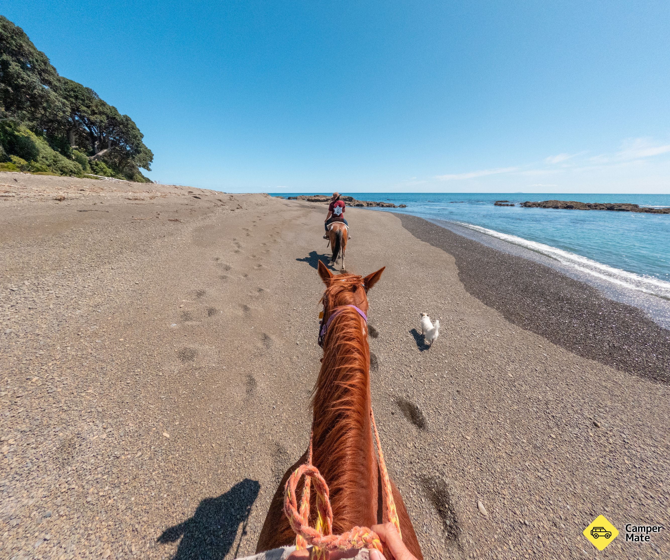 Te Kaha Standfast Horse Treks - Image 2