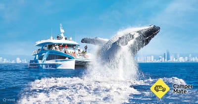 Whale Watching with Sea World Cruises 