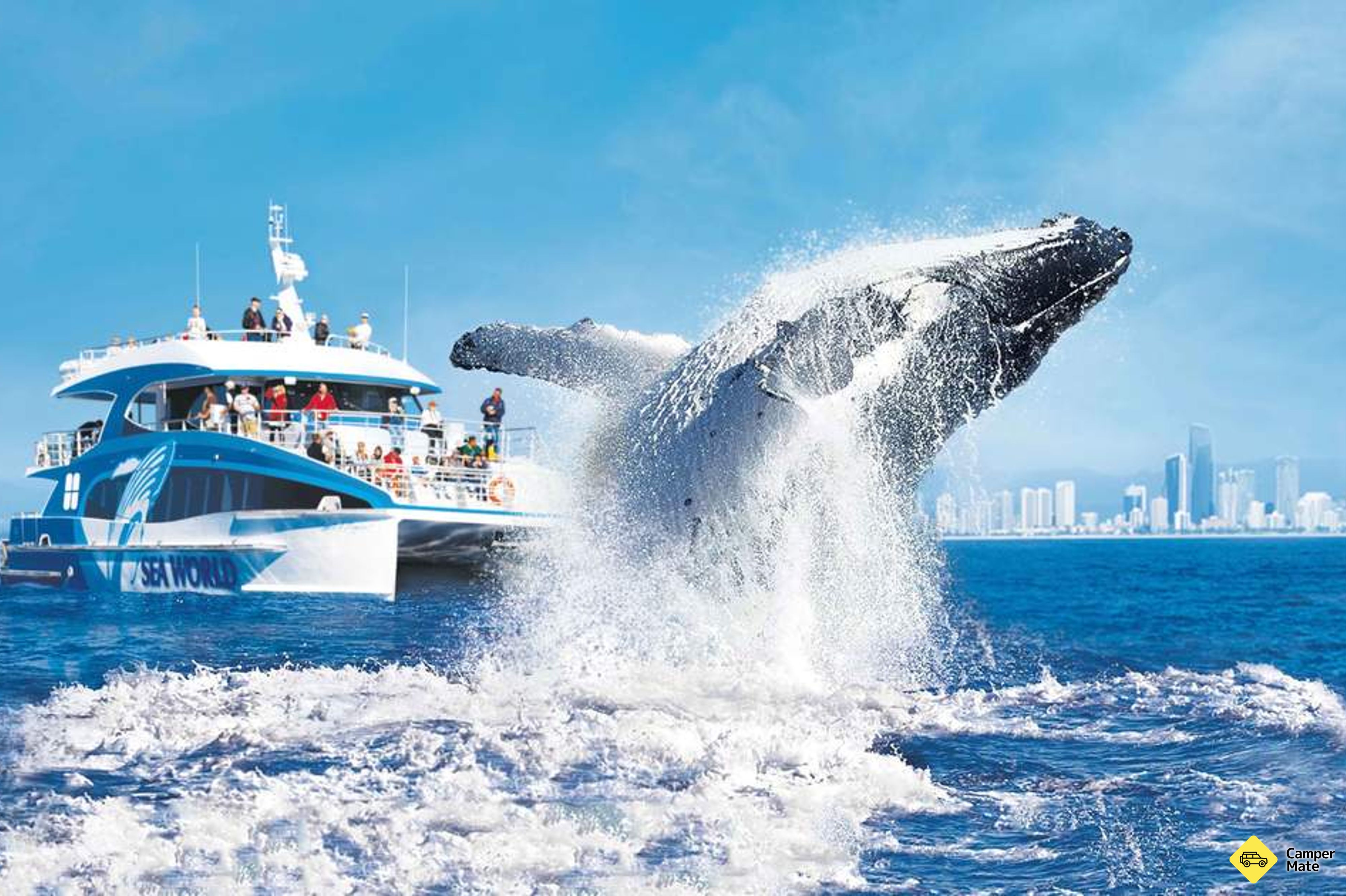 Sledování velryb s Sea World Cruises