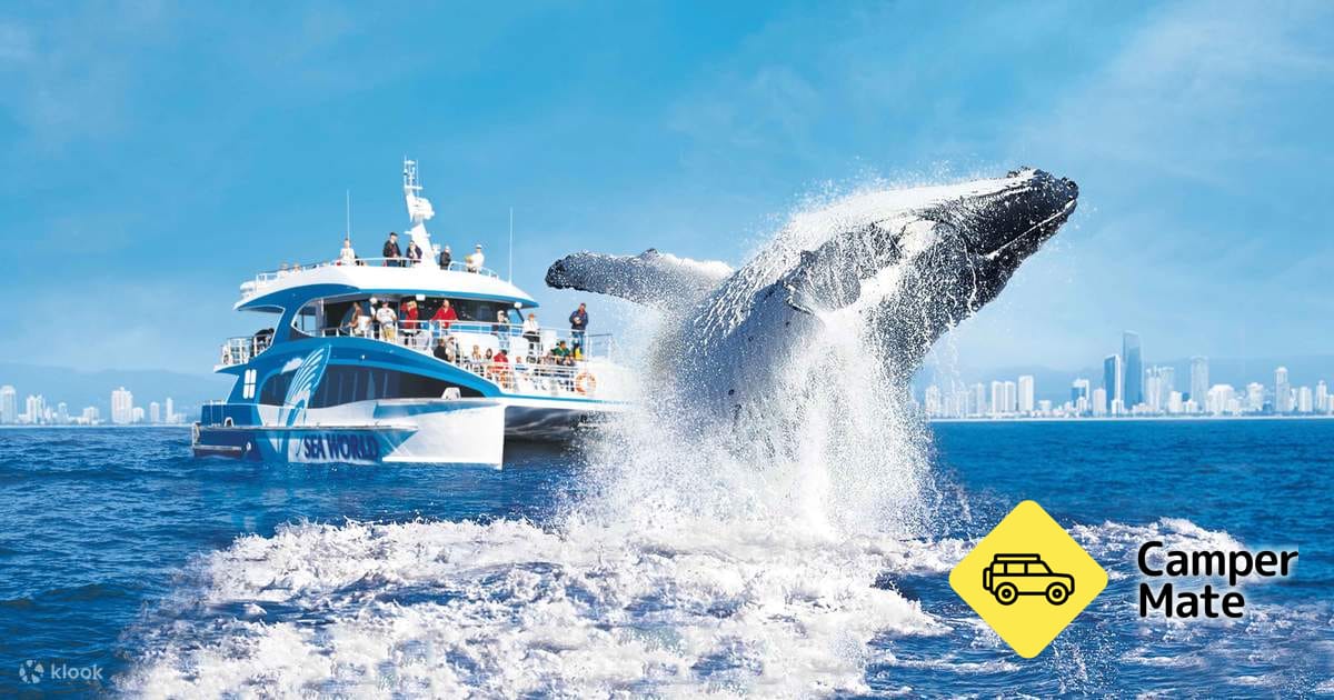 Whale Watching with Sea World Cruises 