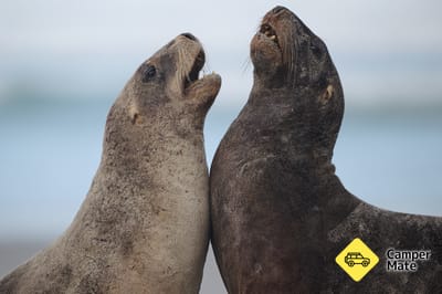 Clearwater Wildlife Tours