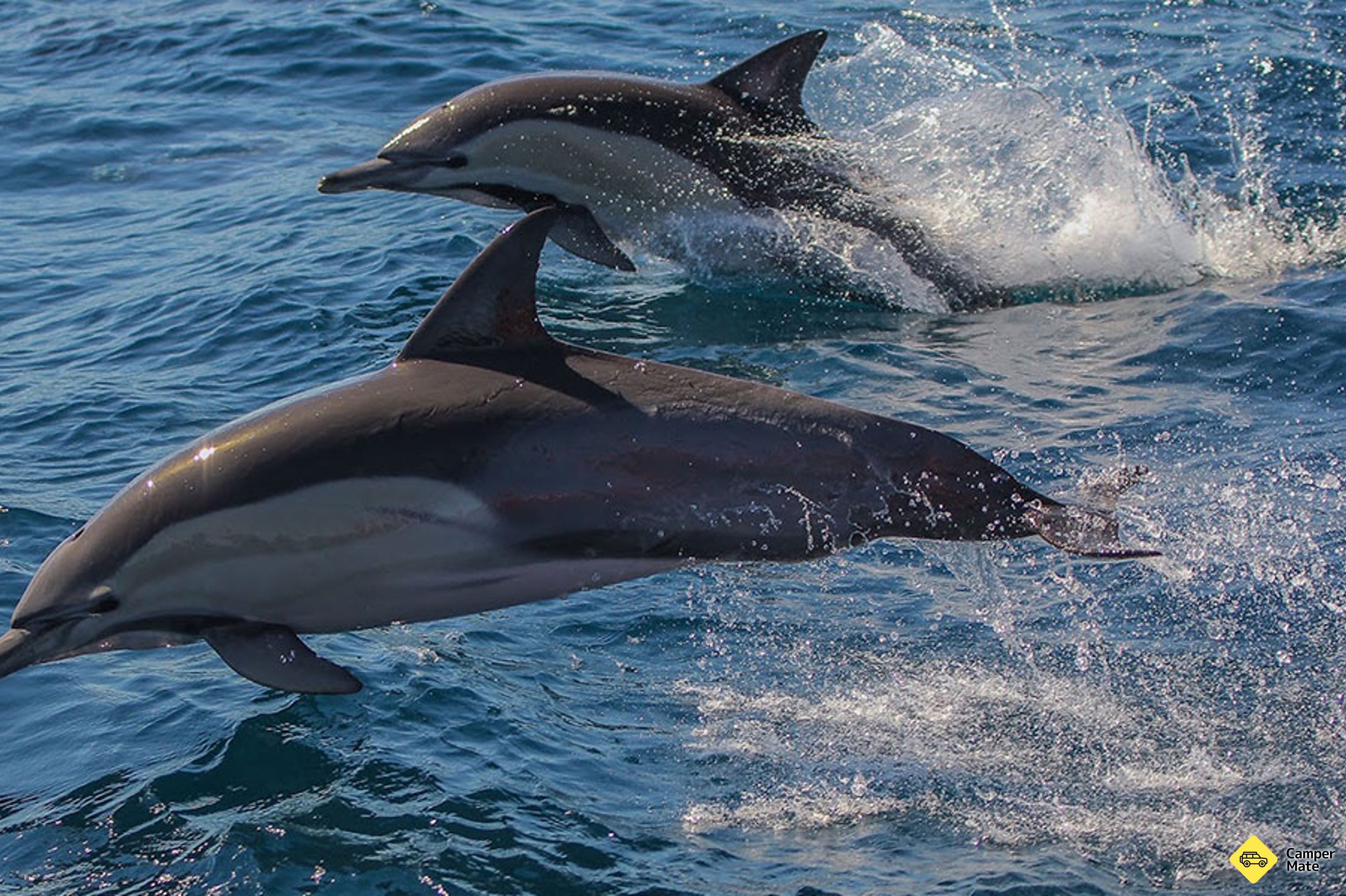 Cruceros Discovery con snorkeling - Image 3