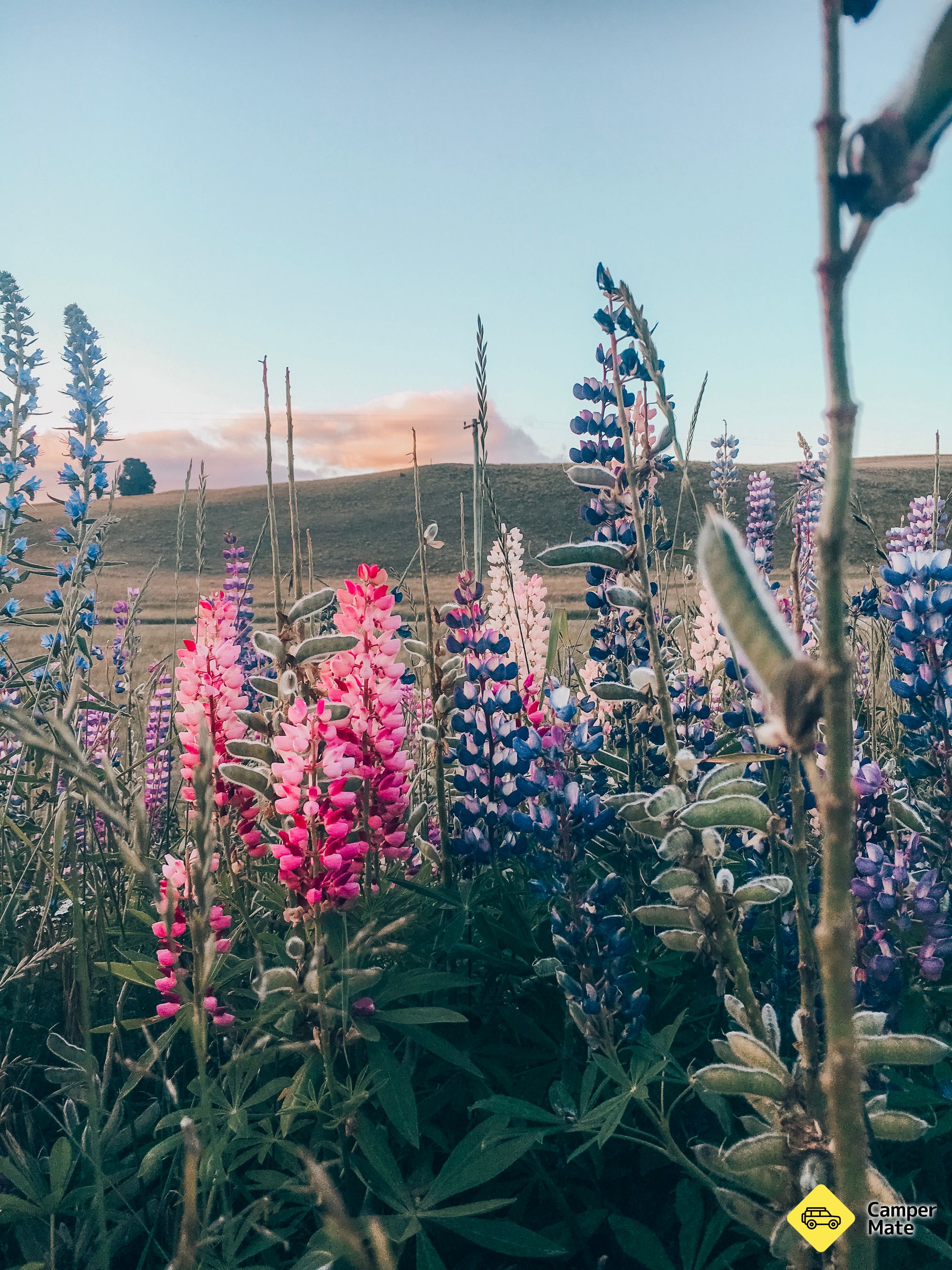 Søen Tekapo Reserve - Image 3