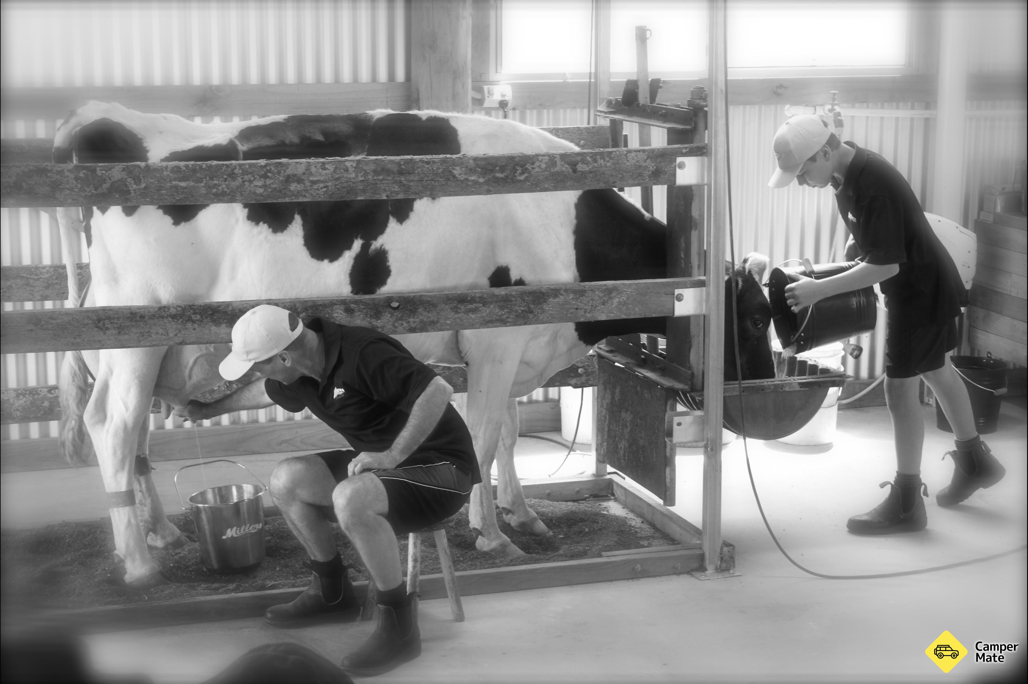 Millers Ice Cream - Image 3