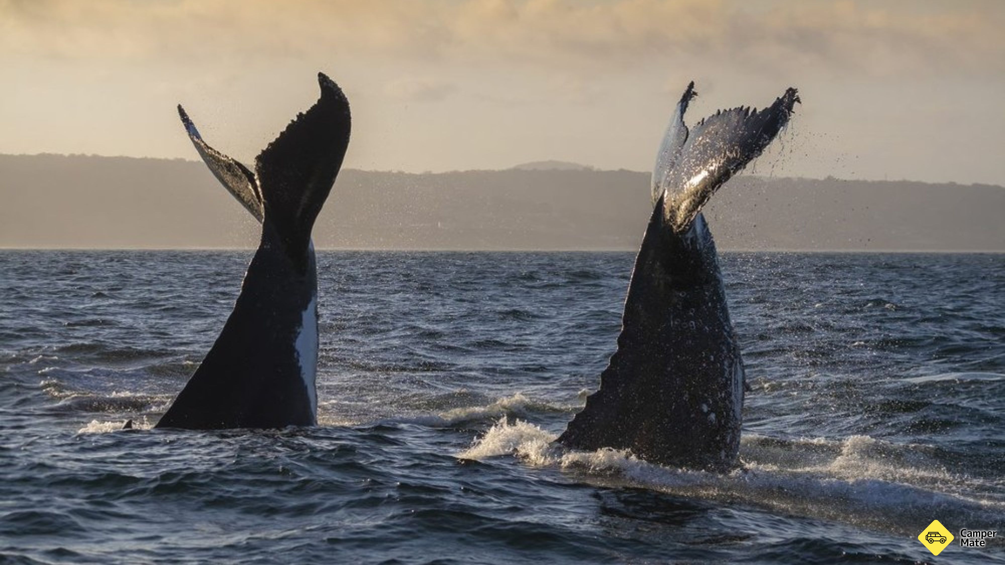 Merimbula Whale การผจญภัย