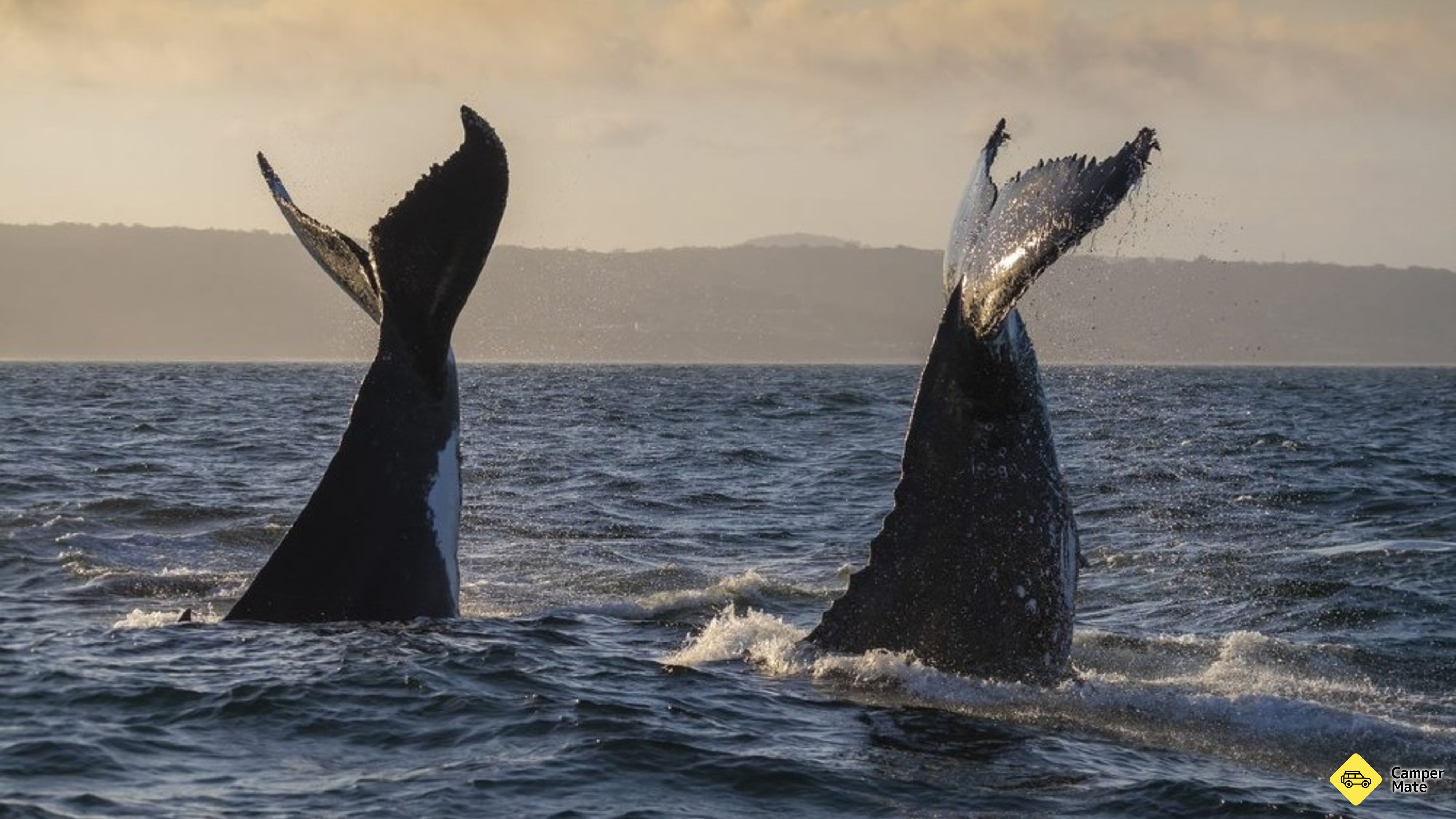 Merimbula Whale dobrodružství