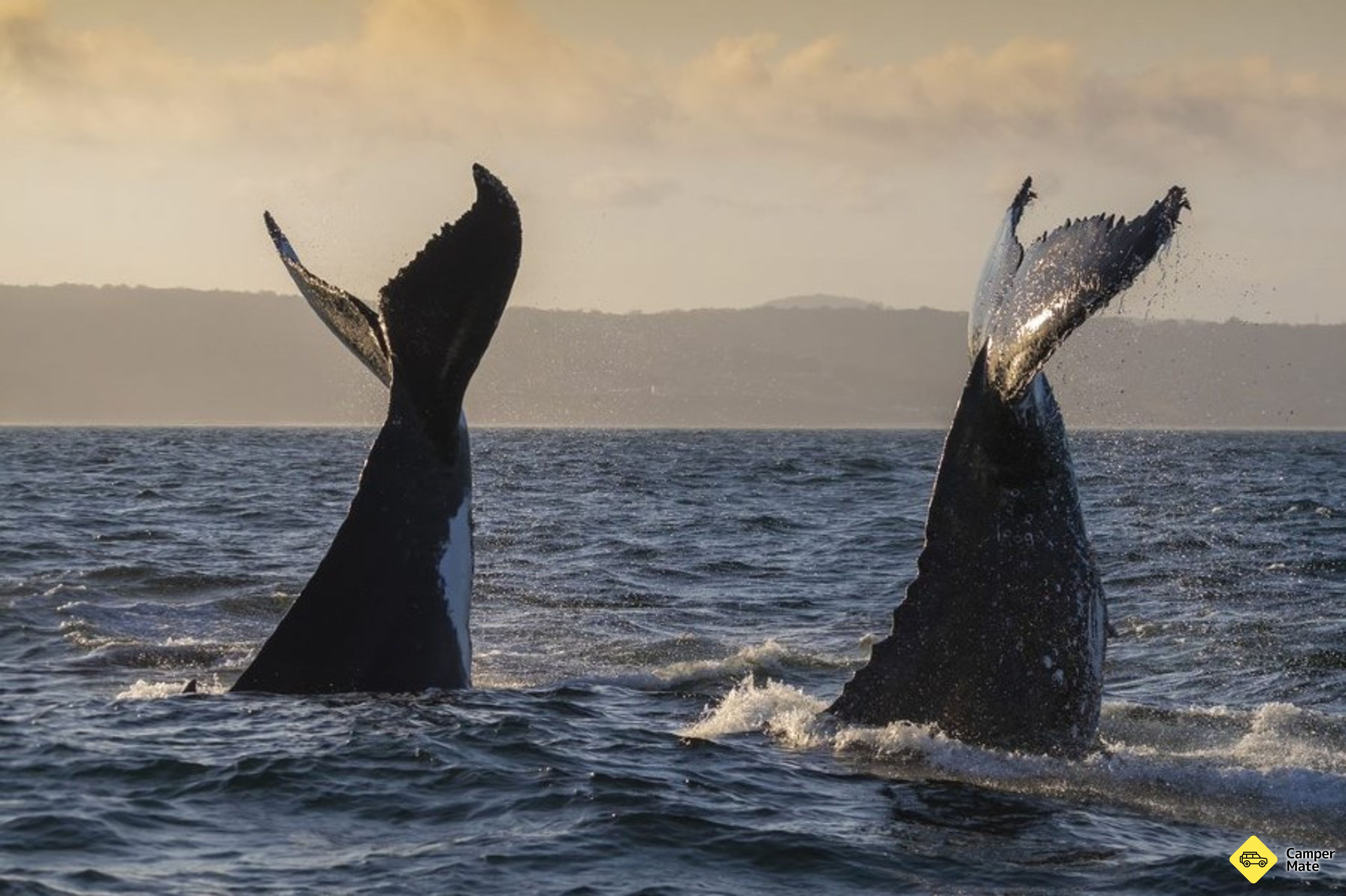 Merimbula Whale dobrodružství