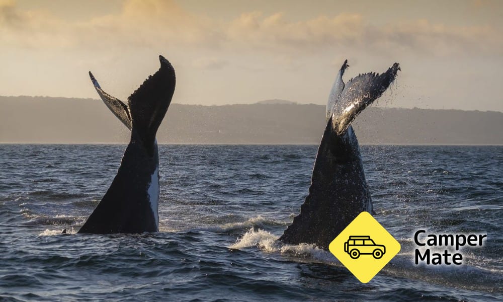 Merimbula Whale Adventure