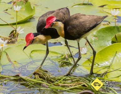 Fearnley Bird Hide