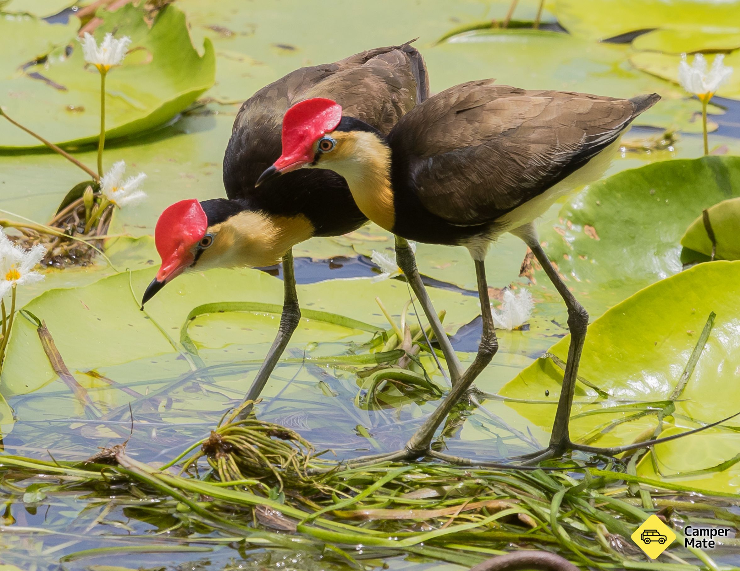 Fearnley Bird Hide