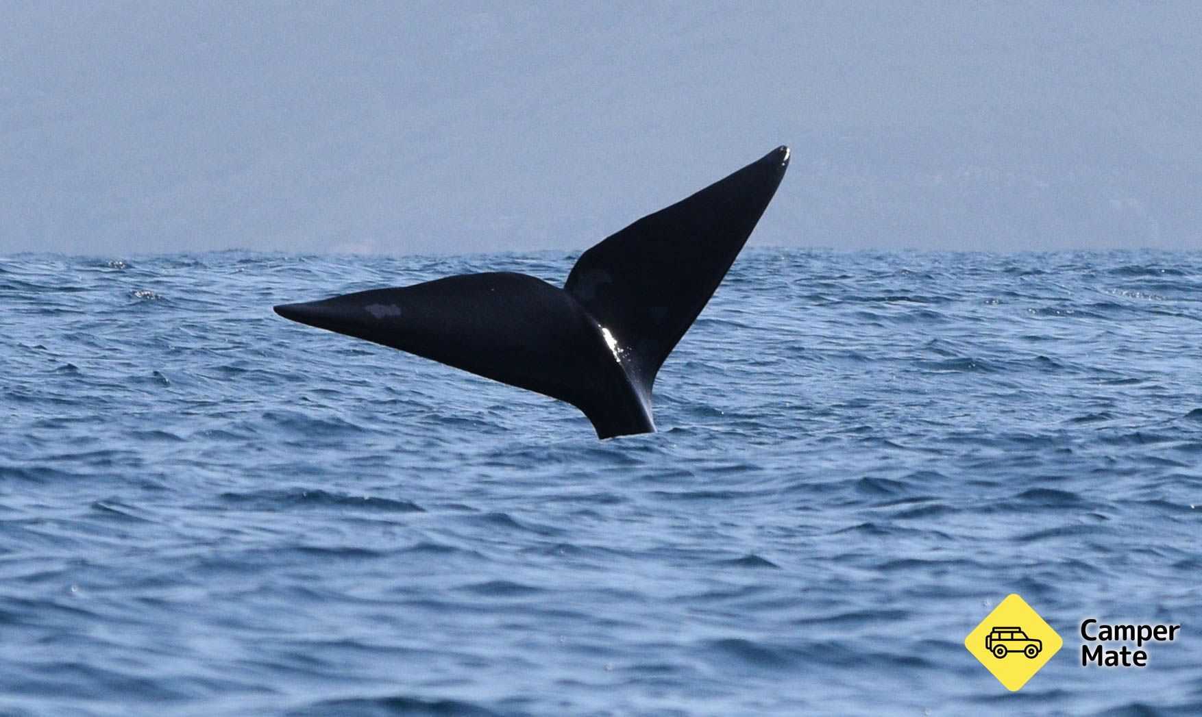 King George Sound Safari - Image 2