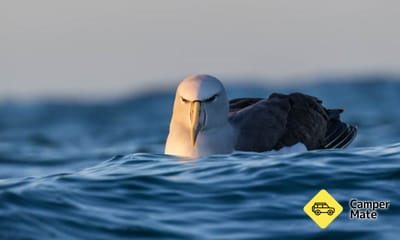 Albatross Encounter 