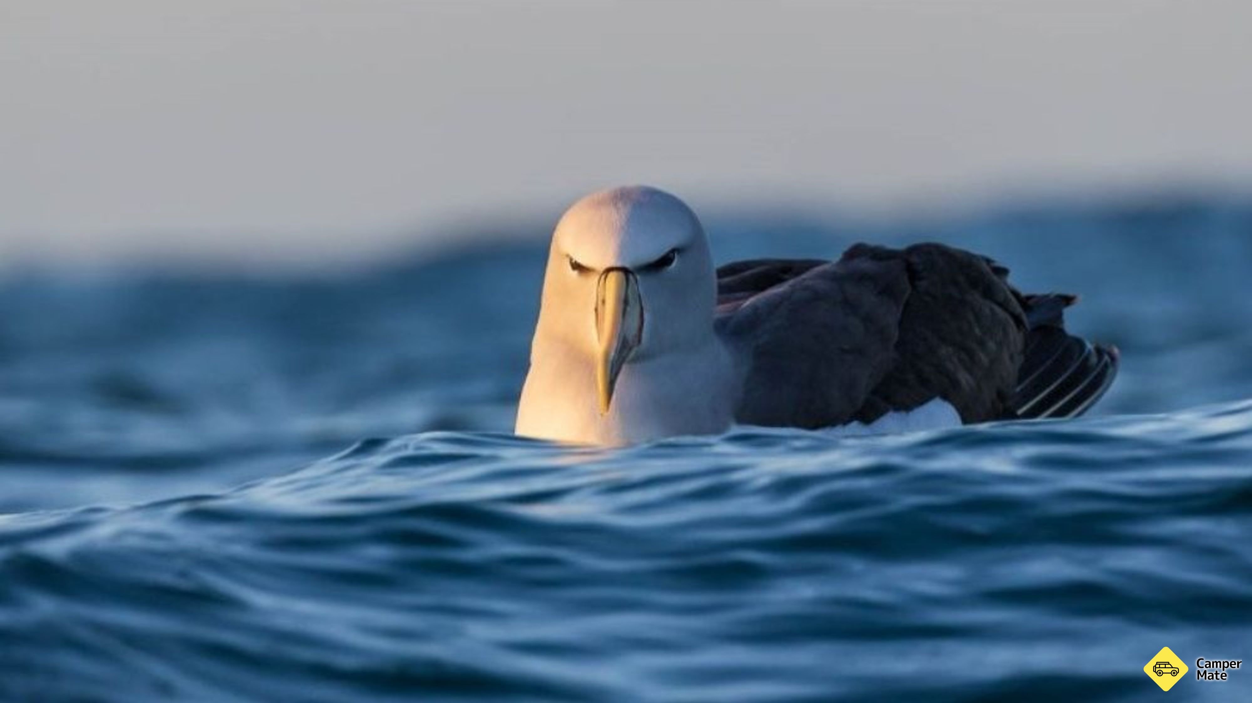 Albatross találkozó
