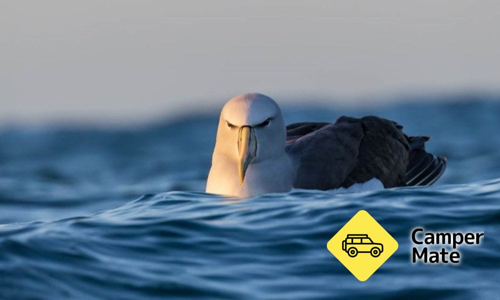 Albatross Encounter