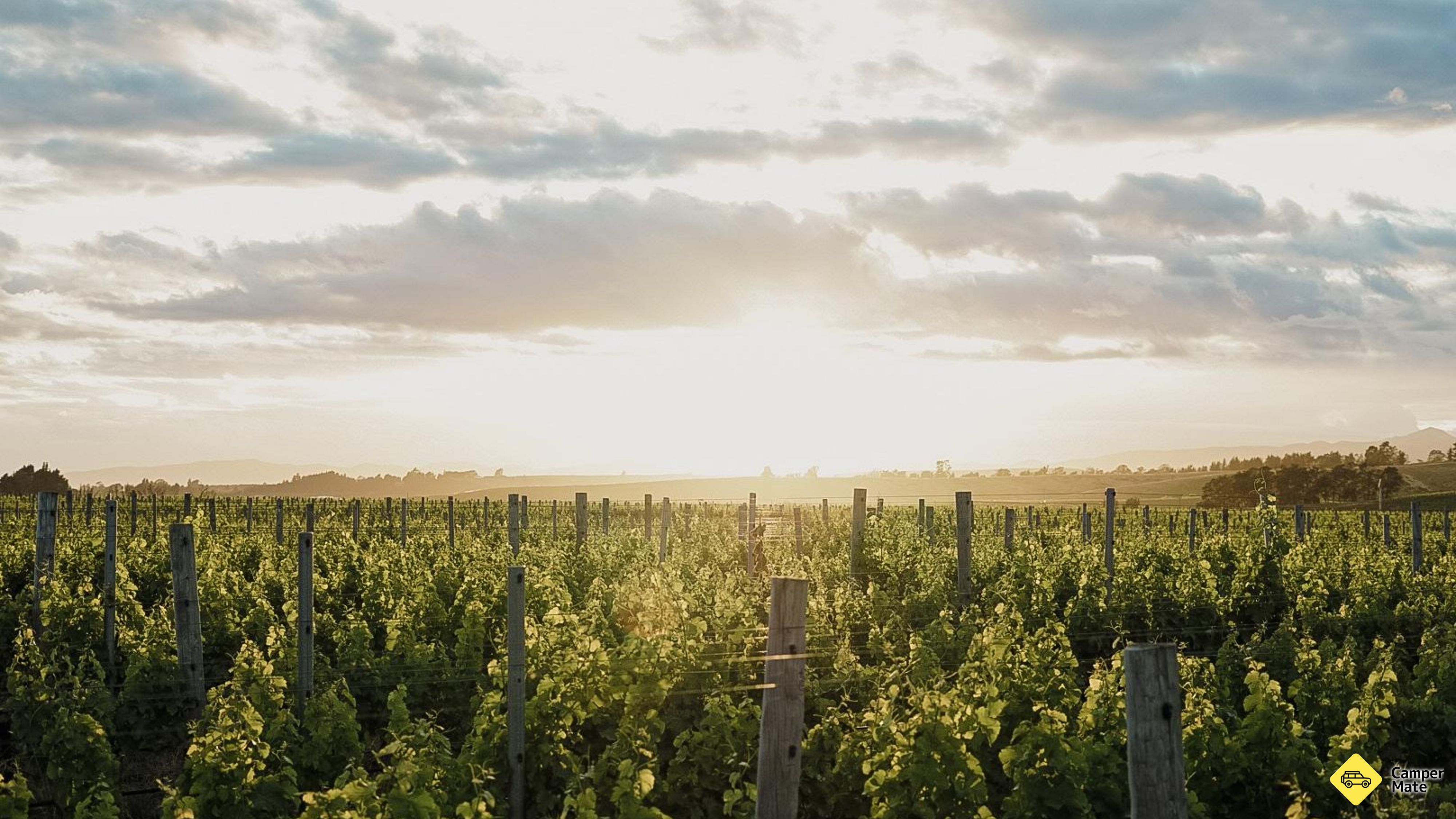 Penginapan di Henri Vineyard