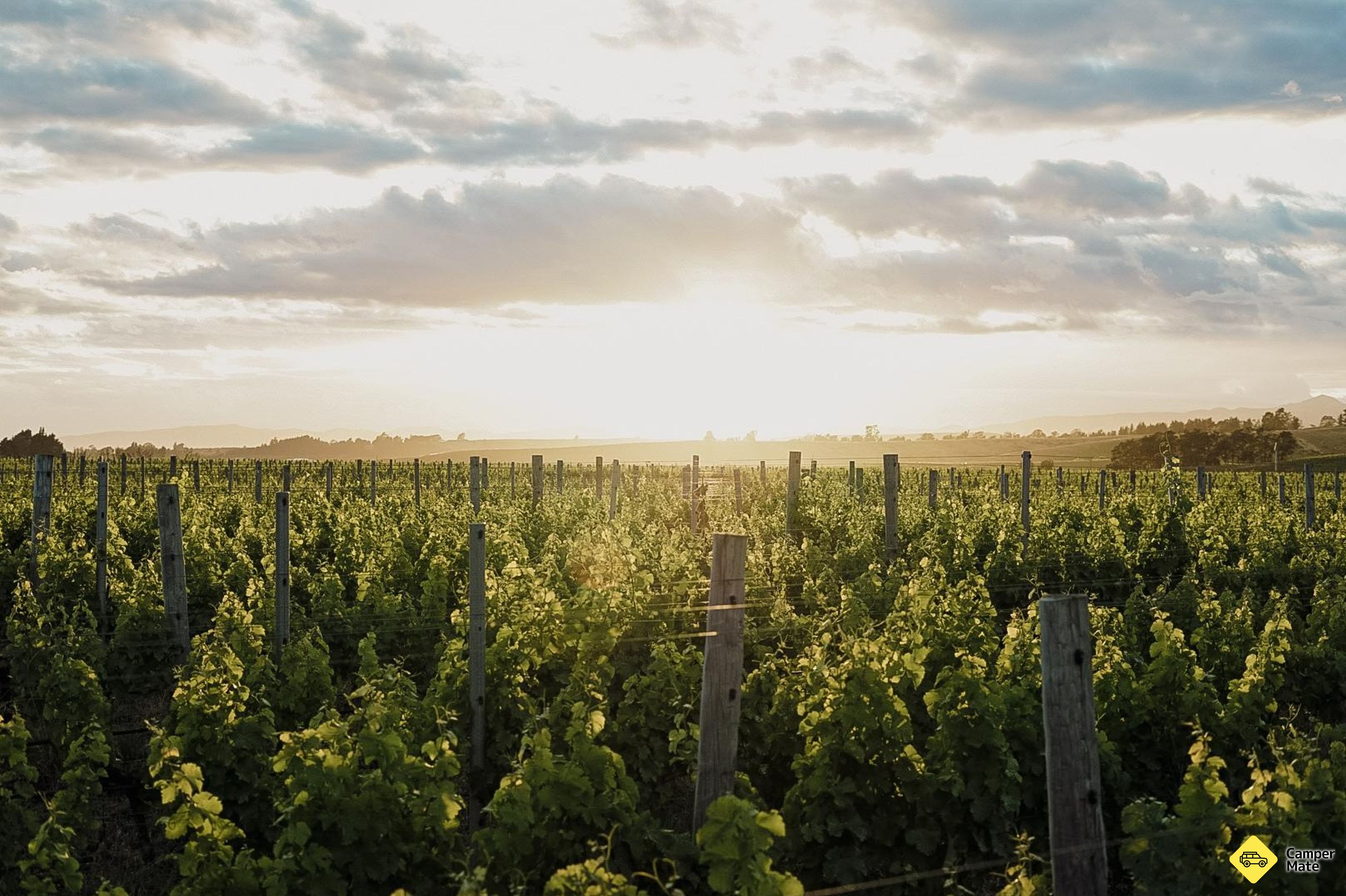 Penginapan di Henri Vineyard