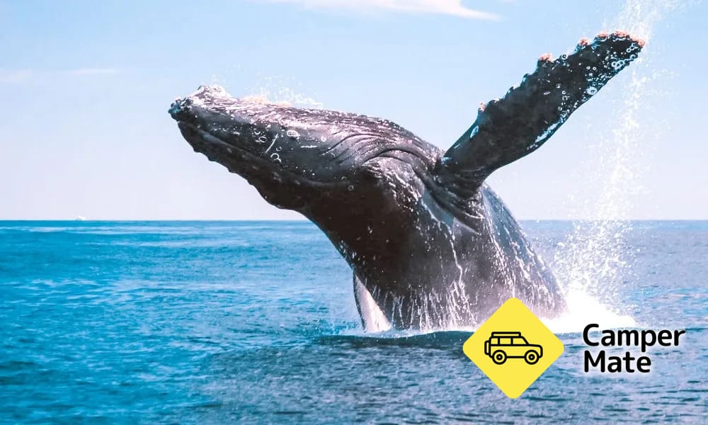 Great Barrier Reef Whale Watching - Image 2