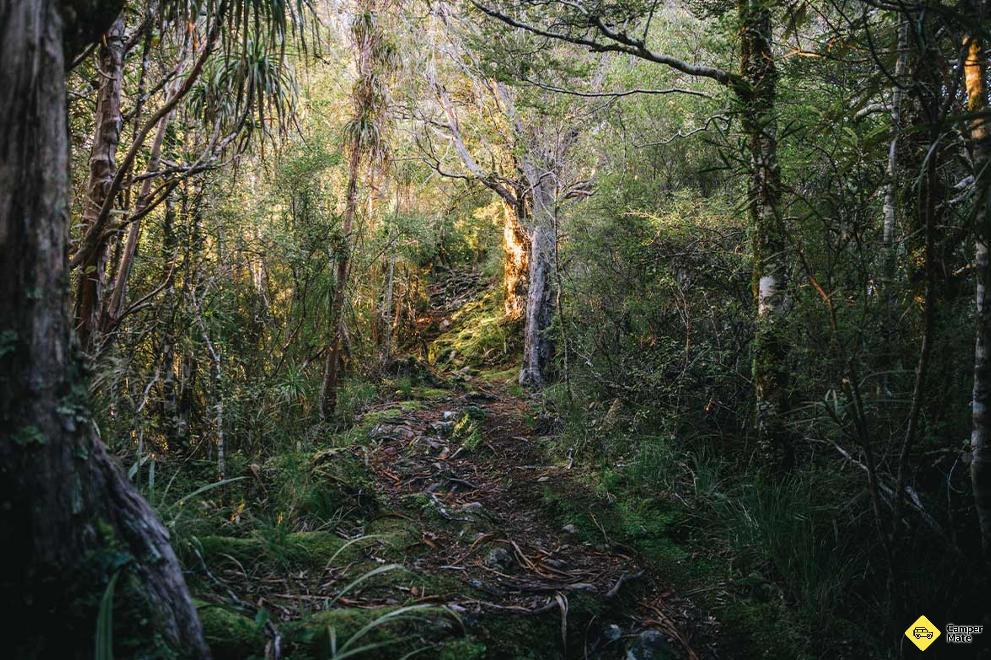 Kahurangi National Park - Image 2