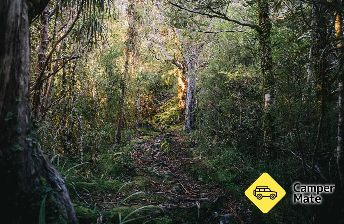 Kahurangi National Park - Image 2