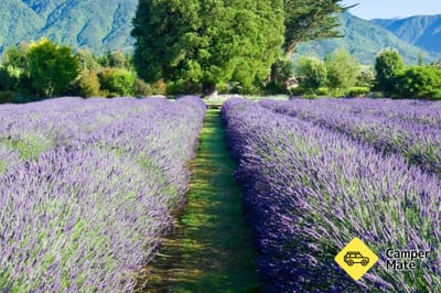 La ferme de la lavande Kaikoura