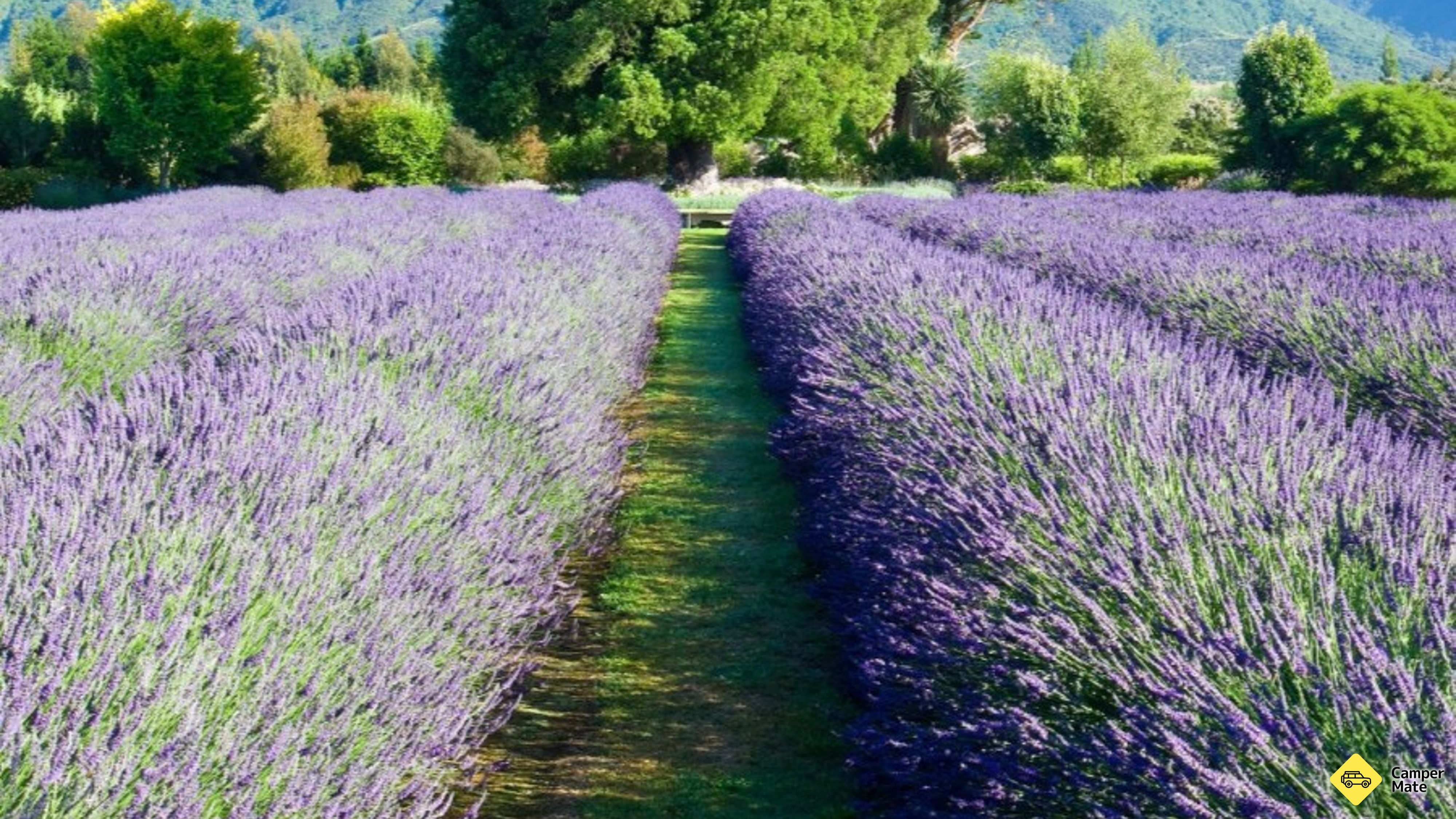 Kaikoura Lavendelfarm