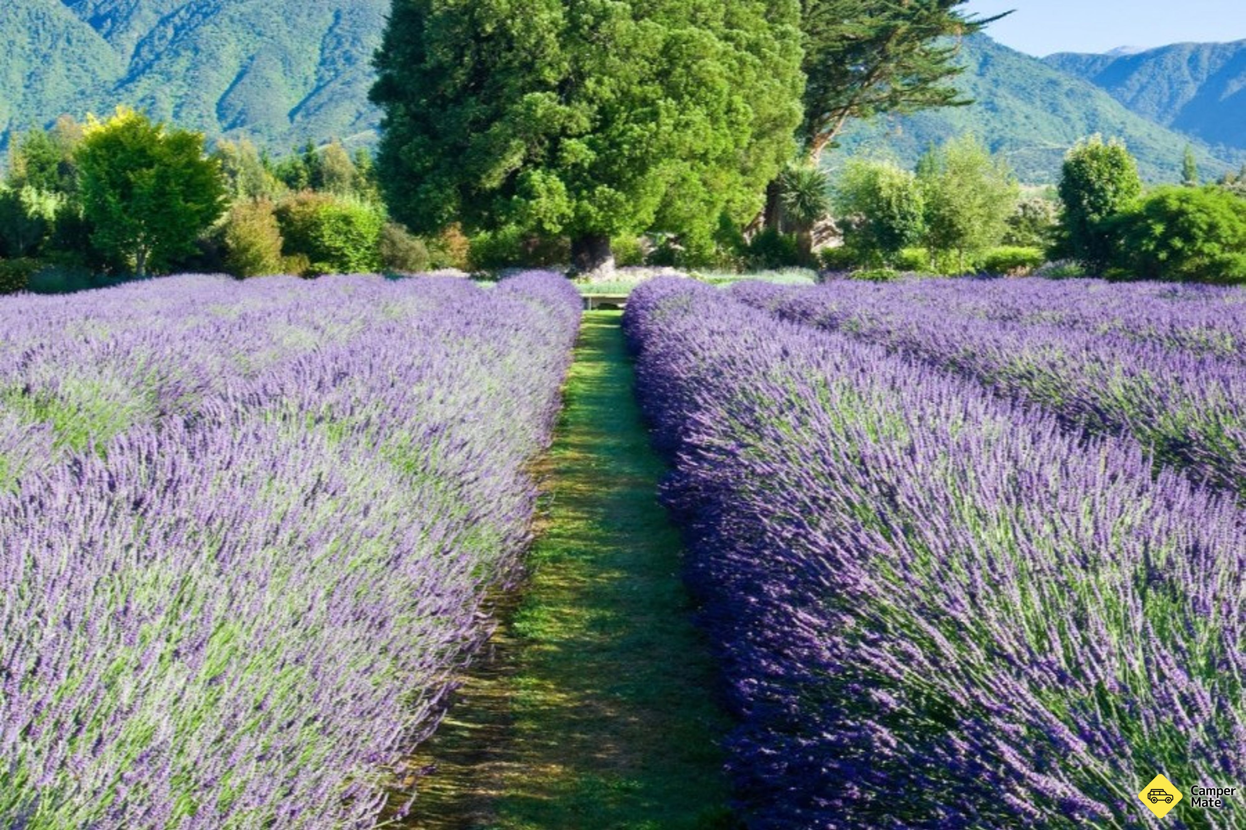 Kaikoura Lavendelfarm