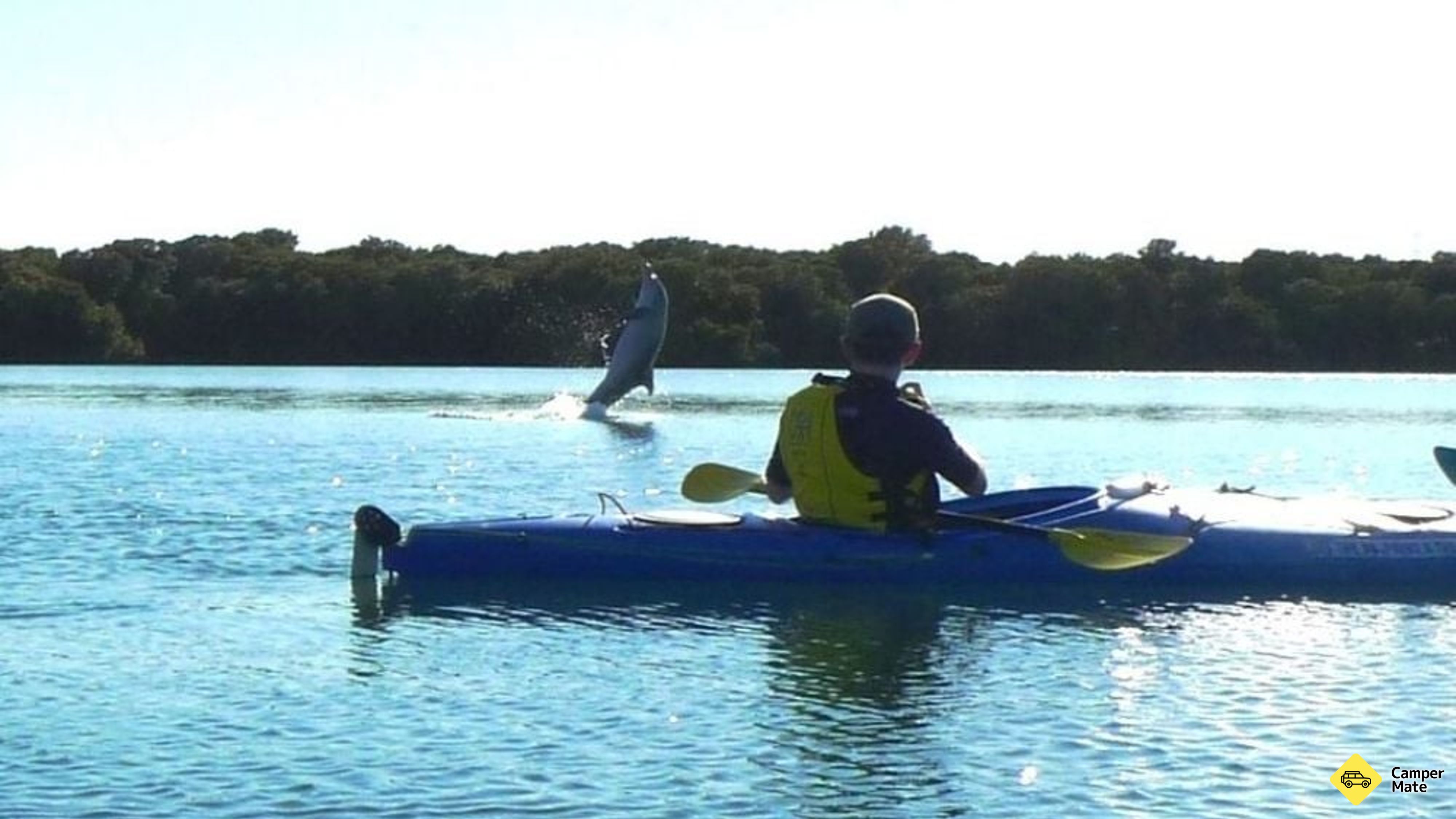 Dolphin Sanctuary & Ships Graveyard Kayak Tour